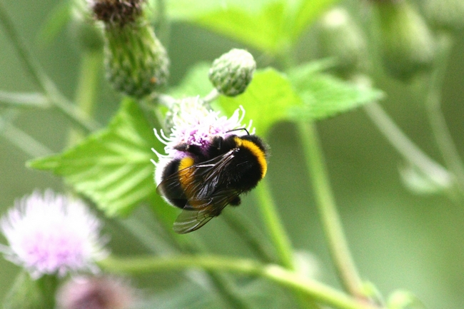 Bombus. sp.